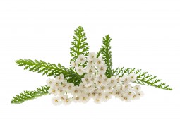 Achillée millefeuille